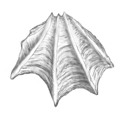 Ilustracja do odpowiedzi B