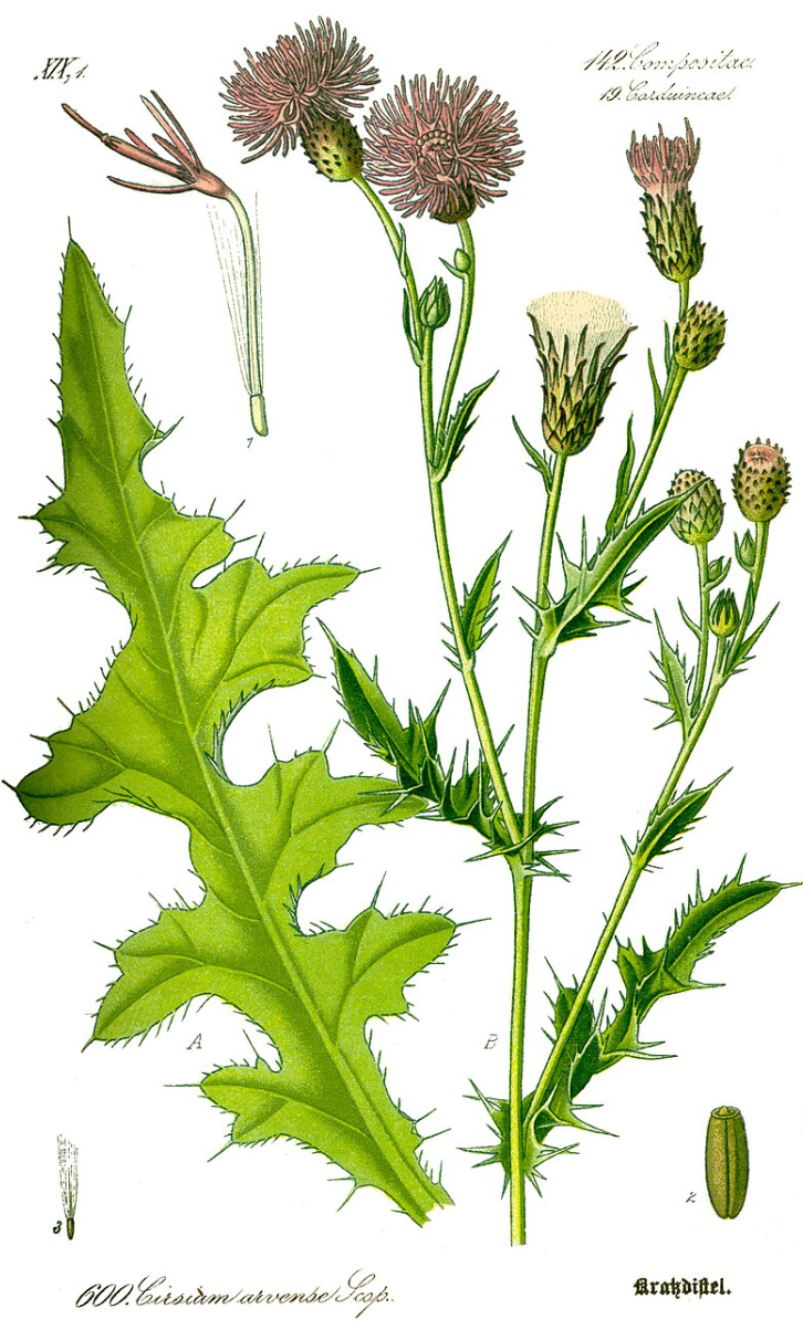 Ilustracja do pytania 21