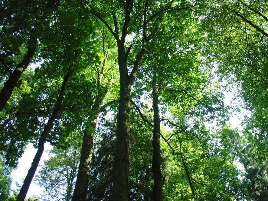 Ilustracja do pytania 15