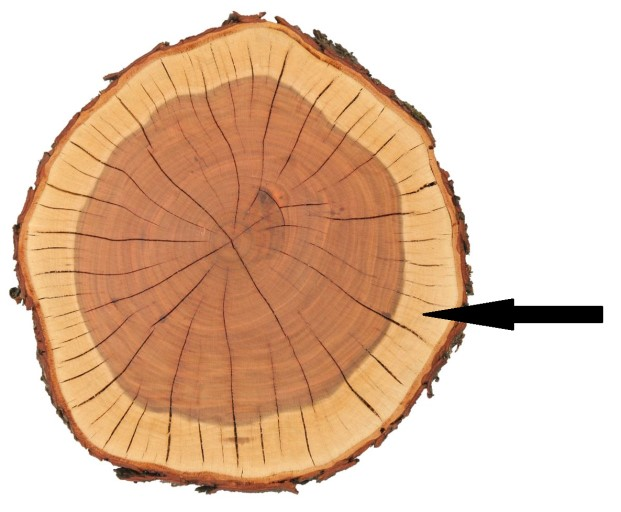 Ilustracja do pytania 11