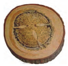 Ilustracja do pytania 5