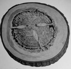 Ilustracja do pytania 37