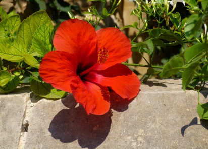 Ilustracja do pytania 33