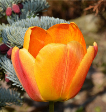 Ilustracja do pytania 31