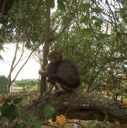 Ilustracja do pytania 39