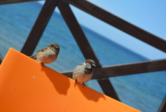 Ilustracja do pytania 29