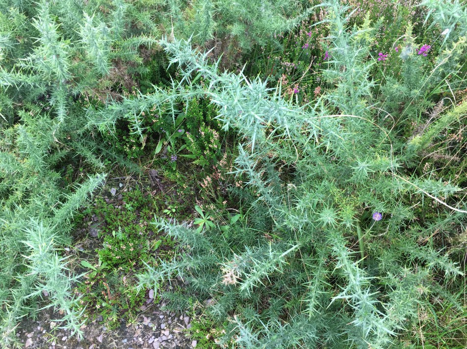 Ilustracja do pytania 16