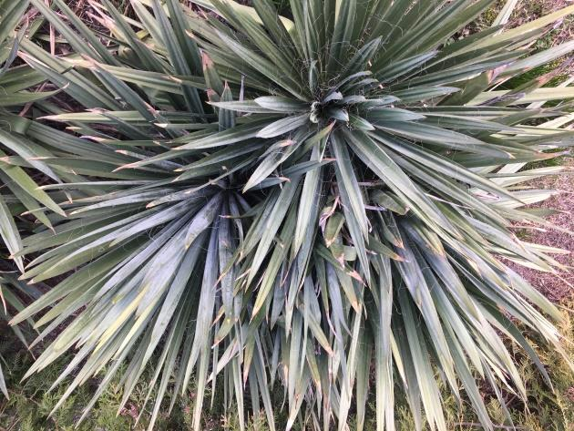 Ilustracja do pytania