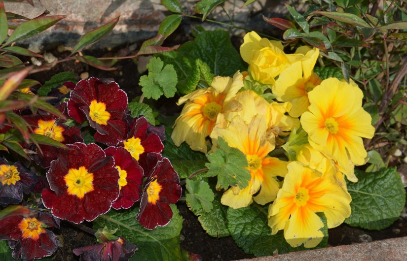 Ilustracja do odpowiedzi D