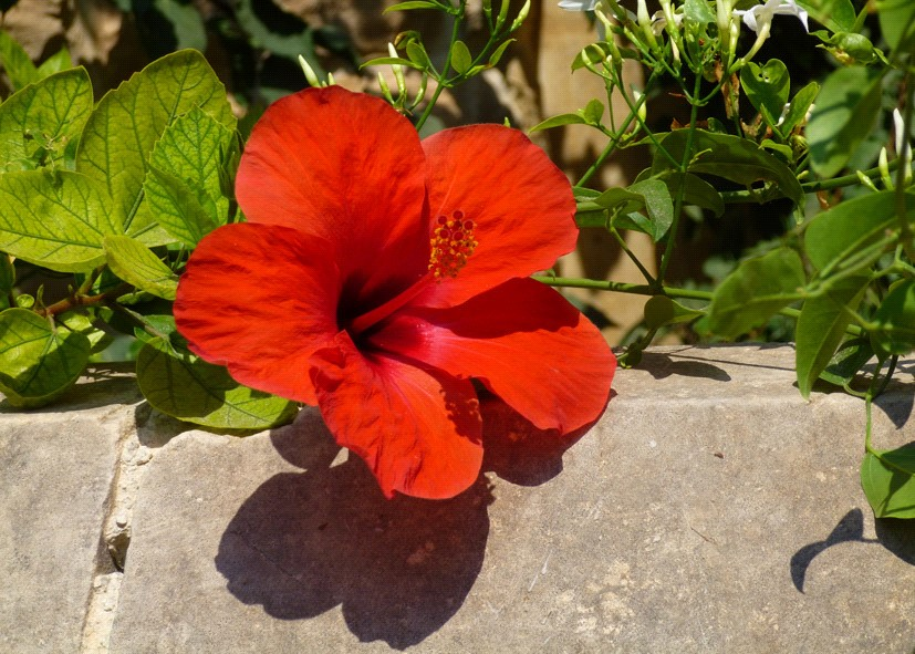 Ilustracja do pytania 28