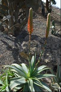 Ilustracja do odpowiedzi D