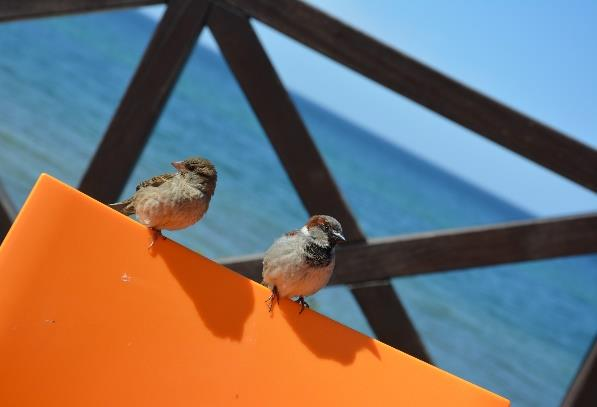 Ilustracja do pytania 21