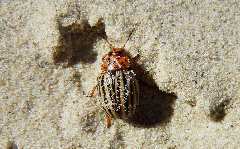 Ilustracja do pytania 12