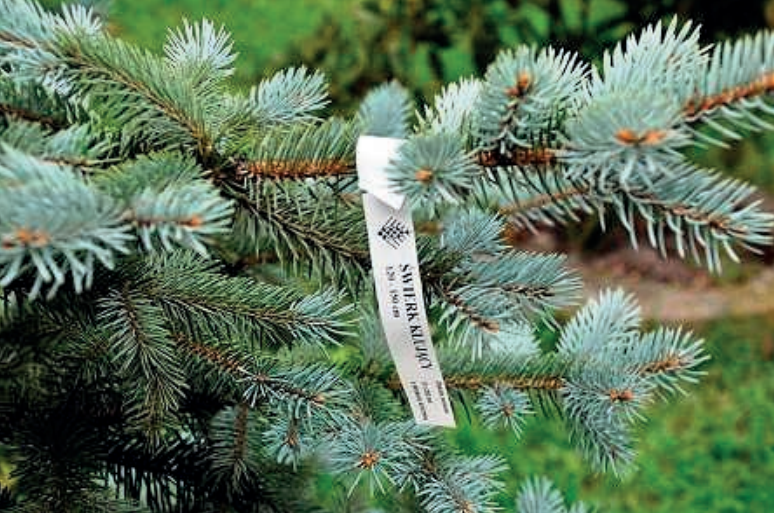 Ilustracja do pytania