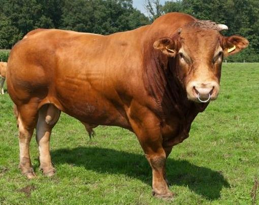 Ilustracja do pytania