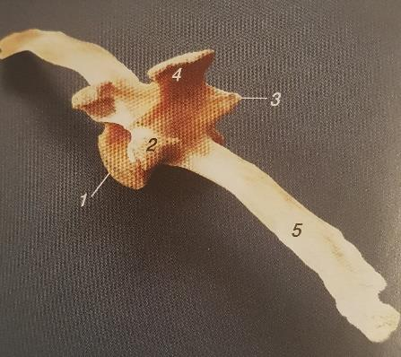 Ilustracja do pytania 20