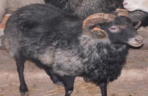 Ilustracja do pytania