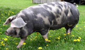 Ilustracja do pytania