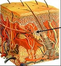 Ilustracja do pytania