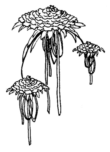 Ilustracja do pytania 4