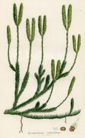 Ilustracja do pytania 19