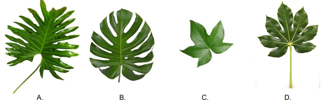 Ilustracja do pytania 1