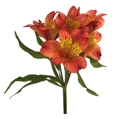 Ilustracja do pytania 18