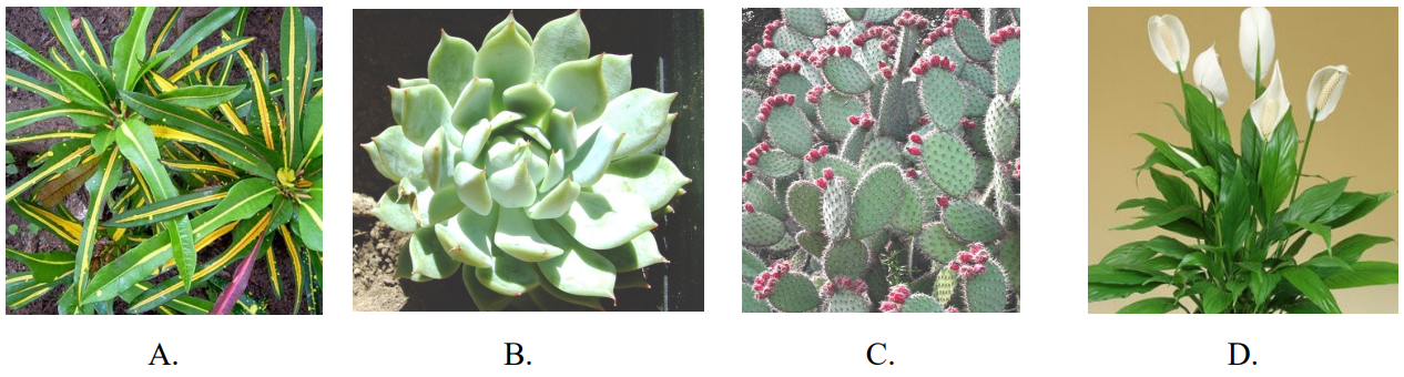 Ilustracja do pytania 37