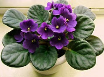 Ilustracja do pytania 23