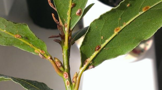 Ilustracja do pytania 11