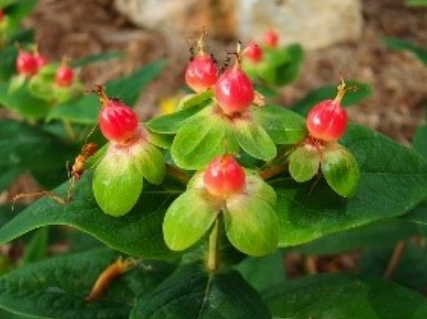 Ilustracja do pytania