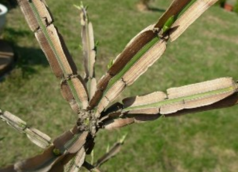 Ilustracja do pytania 30