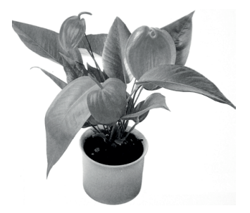 Ilustracja do pytania 35