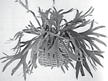 Ilustracja do pytania 1