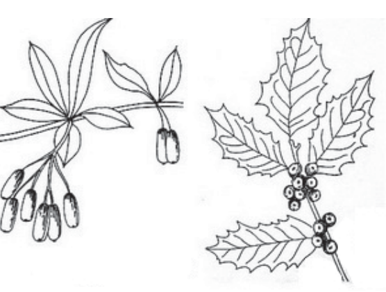 Ilustracja do pytania 29