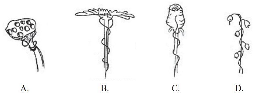Ilustracja do pytania