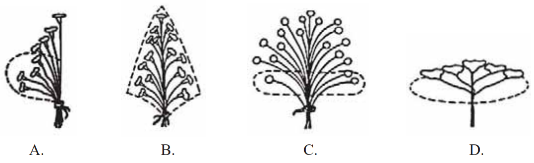 Ilustracja do pytania 15