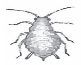 Ilustracja do pytania 26