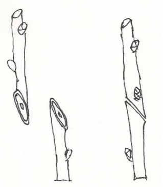 Ilustracja do pytania 27