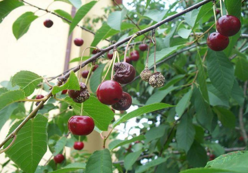 Ilustracja do pytania 16