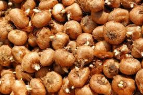 Ilustracja do pytania 25