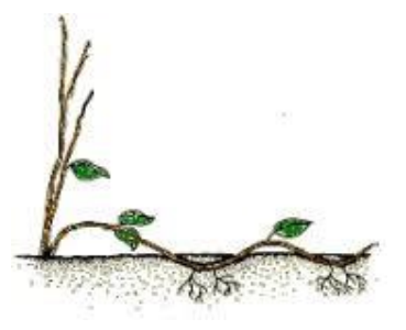 Ilustracja do pytania 15