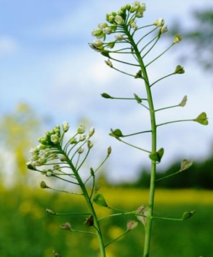 Ilustracja do pytania 35