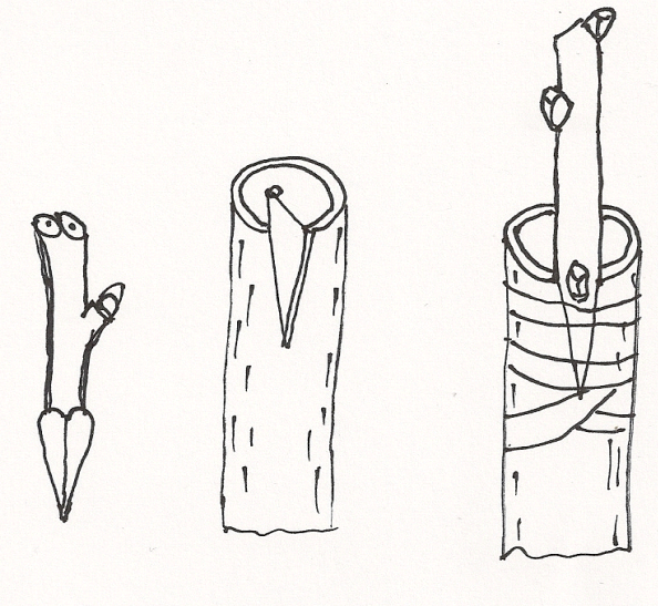 Ilustracja do pytania