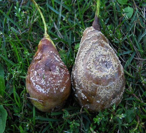 Ilustracja do pytania 6