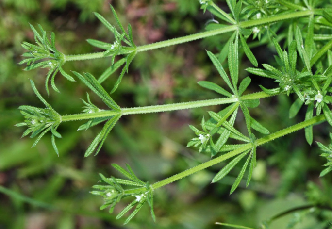 Ilustracja do pytania 21