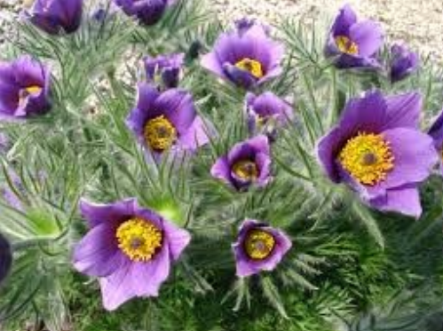 Ilustracja do pytania 34