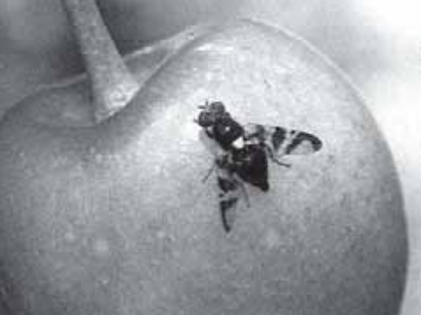 Ilustracja do pytania