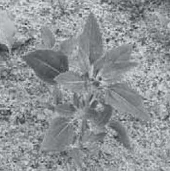 Ilustracja do pytania 19