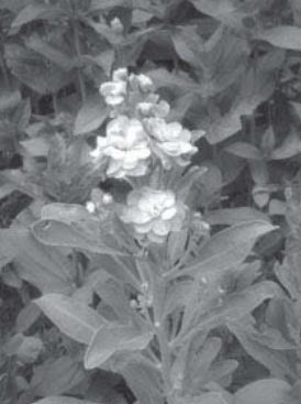 Ilustracja do pytania